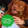 Greenies Veterinarian-Recommended, Limited-Edition Natural Dental Dog Treats Regular Size, Pumpkin Spice Flavor, 6 oz. Pack, 6 Count