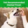Greenies Veterinarian-Recommended, Limited-Edition Natural Dental Dog Treats Regular Size, Pumpkin Spice Flavor, 6 oz. Pack, 6 Count
